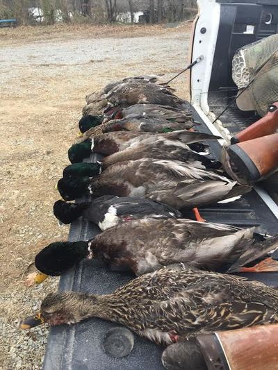duck hunting south carolina
